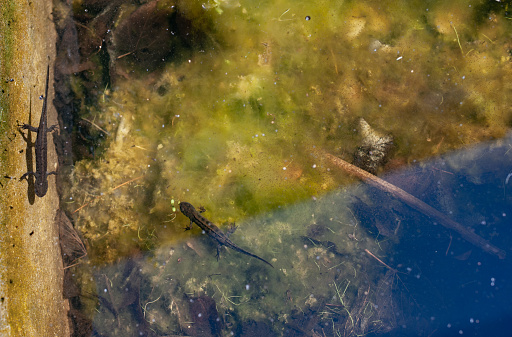 Common Newts In a Pond