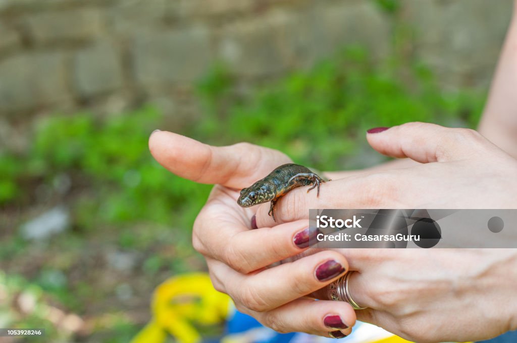 Gemeinsamen Newt in Händen der Biologen - Lizenzfrei Amphibie Stock-Foto Gemeinsamen Newt in Händen der Biologen - Lizenzfrei Amphibie Stock-Foto
