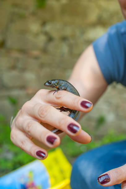 istock Woman Holding A Newt 1053928262
