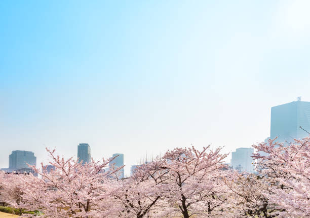 arbre de la cerise urbain - cherry tree morning sunlight sunny photos et images de collection