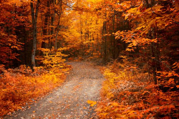 istock On the way to Muskoka, Ontario, Canada. 1053930372