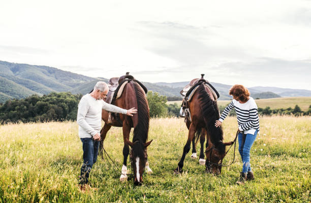 istock A senior couple holding horses grazing on a pasture. 1053930456