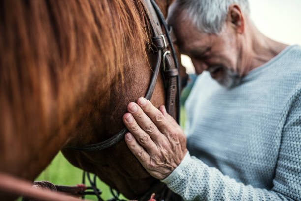 eine nahaufnahme der ältere mann, der ein pferd im freien hält. - horse brown animal farm stock-fotos und bilder