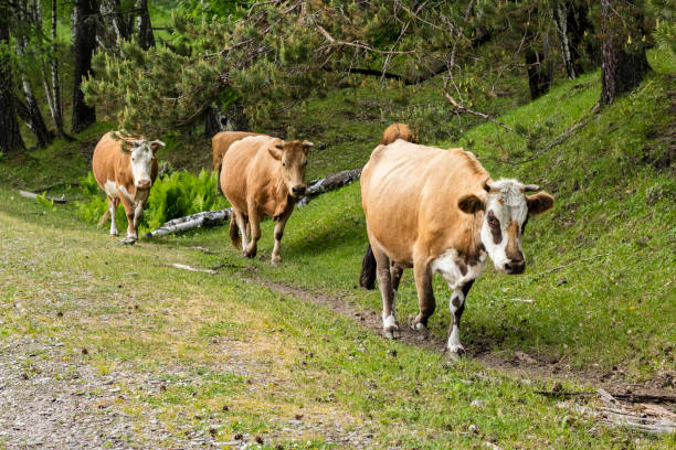 istock Brown cows go in a row along the green shore 1053931100