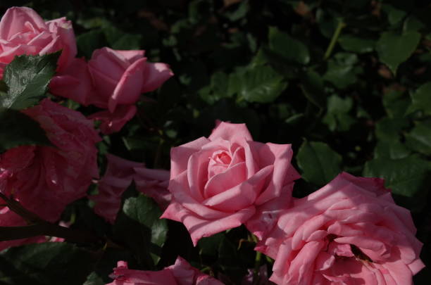 Rose - Light Pink 'Gene Boerner' stock photo