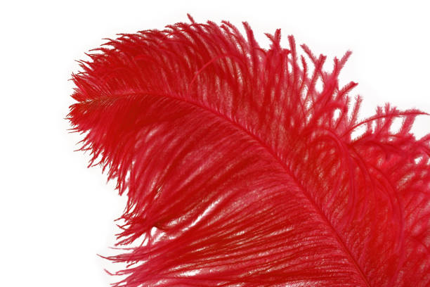 Red ostrich feather stock images