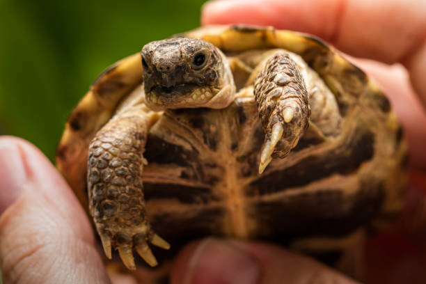 istock small, terrestrial tortoise or mountain turtle in the hands of a man 1053941614