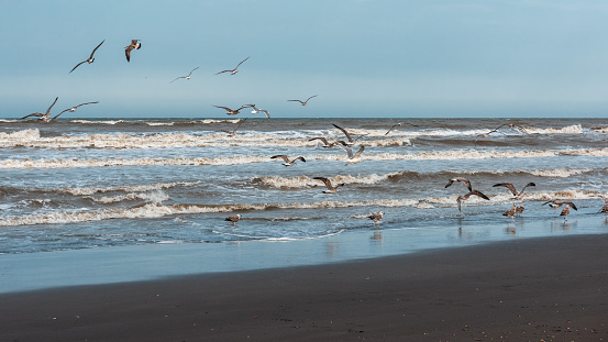 Seagulls flying over the sea shore