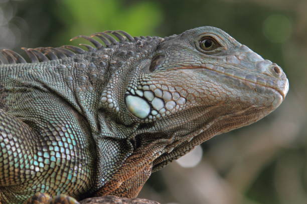 istock close up iguana, wildlife photography 1053944262