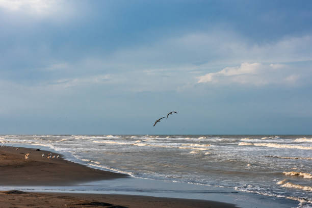 istock Seagulls flying over the seashore 1053944346