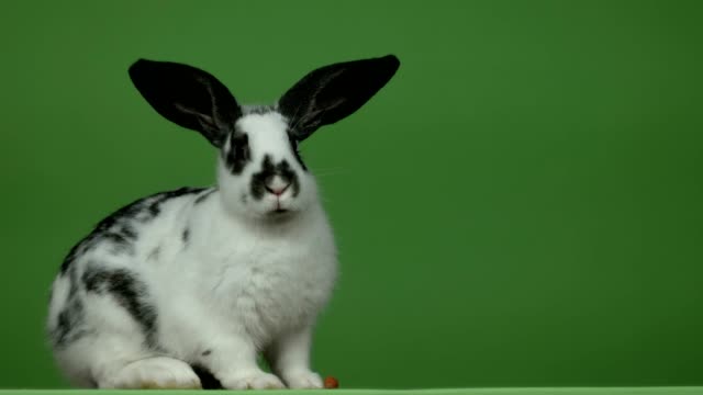Free Lovely rabbit Stock Video Footage 35115 Free Downloads