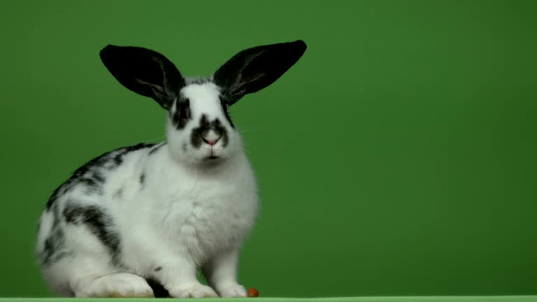 Free Lovely rabbit Stock Video Footage 35115 Free Downloads Free Lovely rabbit Stock Video Footage 35115 Free Downloads