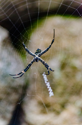 Spider on spiderweb at Machu Picchu, Peru