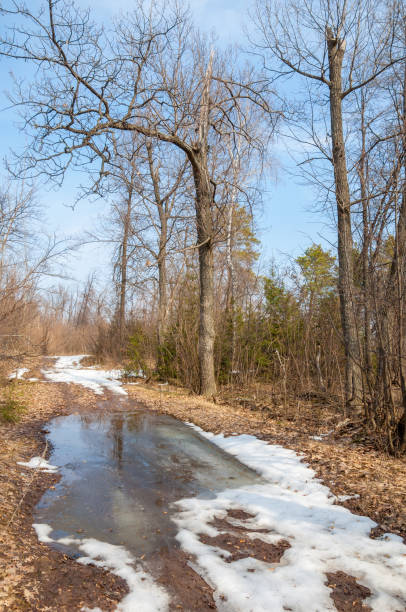 istock Country road in the forest in the early spring 1053953732