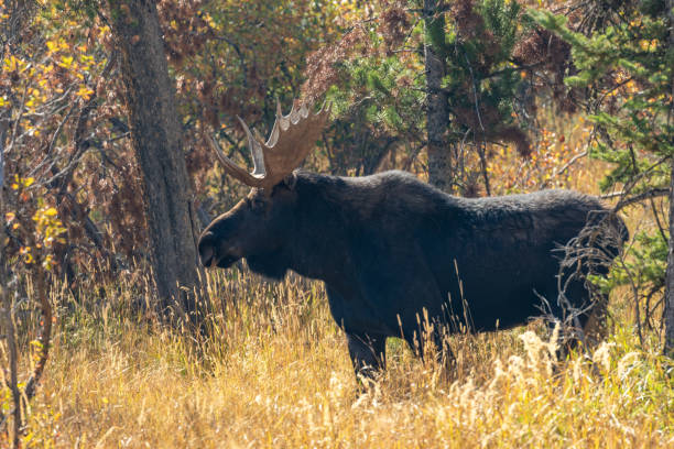 istock Bull Shiras Moose in the Fall Rut 1053955080
