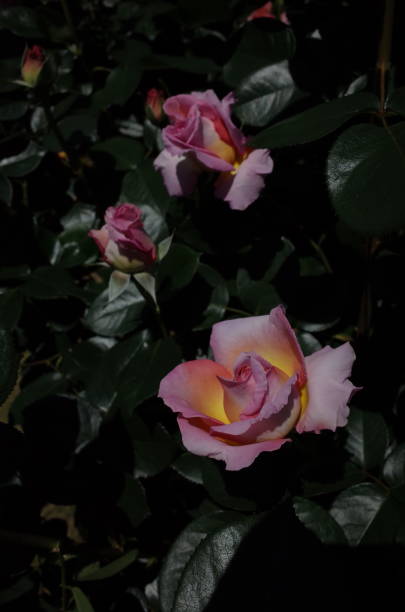 istock Rose - Light Pink and Cream 'Elle' 1053955770