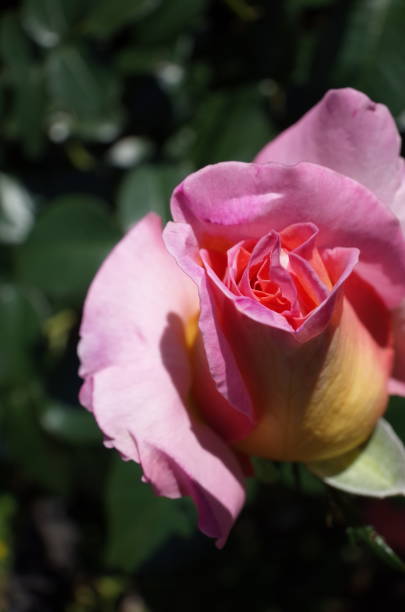 istock Rose - Light Pink and Cream 'Elle' 1053955928
