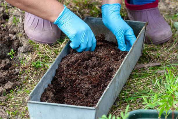 istock A woman is engaged in planting plants. 1053957714