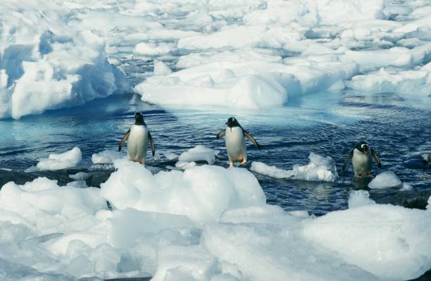 istock Adelie pinguins swimming 1053958004
