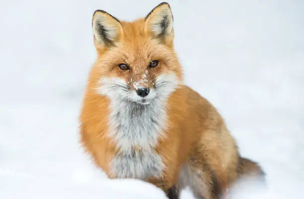 Red fox in the wild