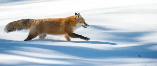 Red fox in the wild