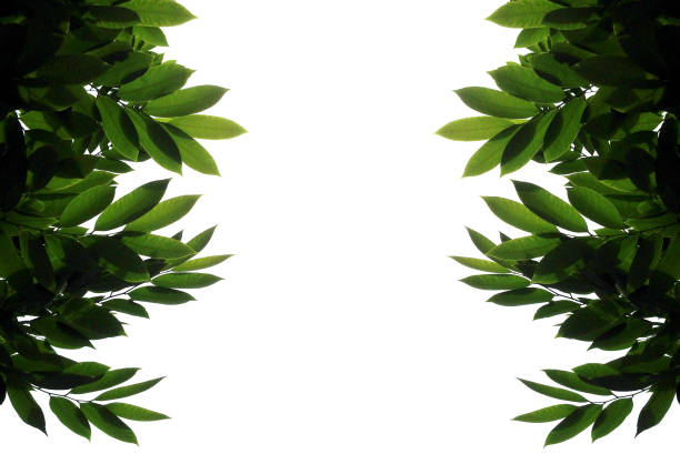 green leaf backgrounds stock photo