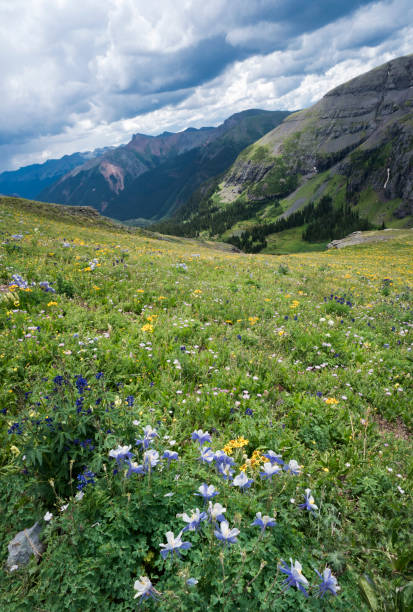 istock Columbines blooming in Colorado 1053960730