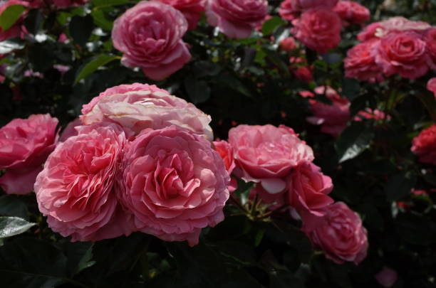istock Rose - Light Pink 'Hopes and Dreams' 1053961386