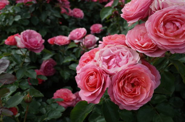 istock Rose - Light Pink 'Hopes and Dreams' 1053961488
