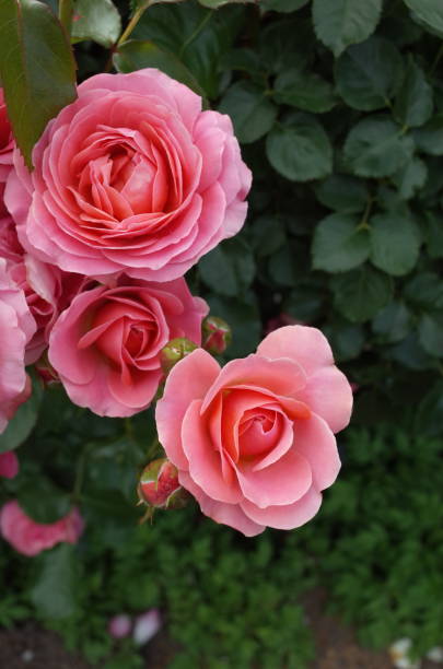 istock Rose - Light Pink 'Hopes and Dreams' 1053961524