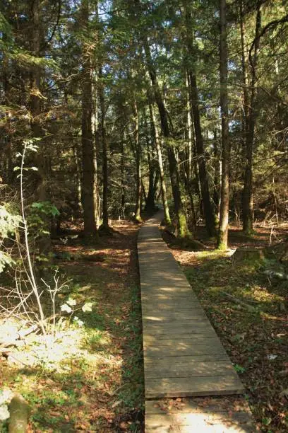 Photo of Wooden footpath through the Ibm Moorland in Upper Austria, in early autumn.