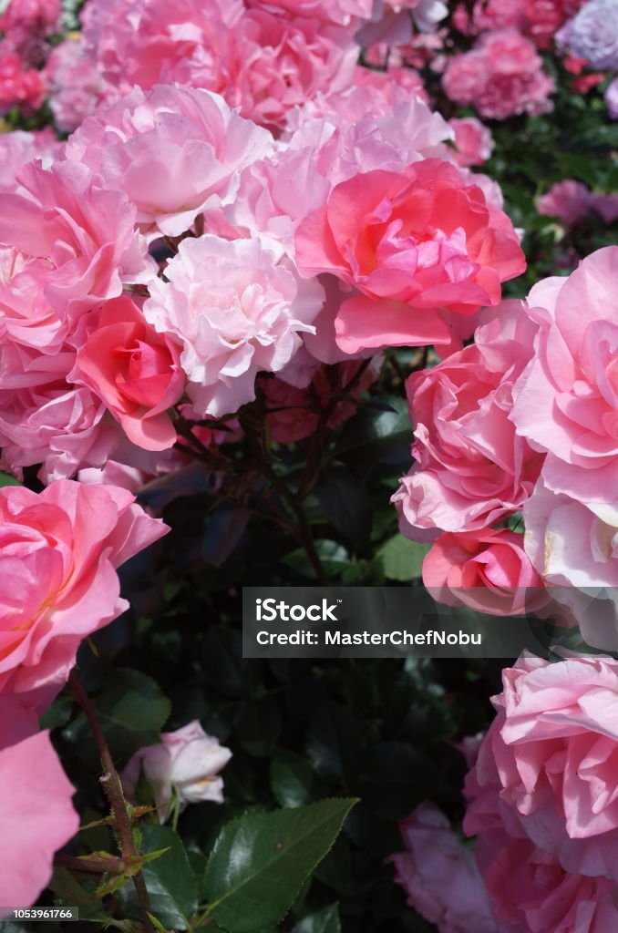 Rose - Light Pink 'Ruru' Flower of Rose Beauty Stock Photo
