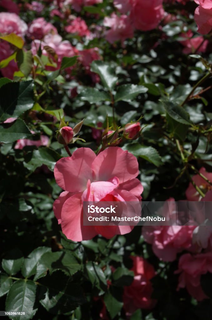 Rose - Light Pink 'Ruru' Flower of Rose Beauty Stock Photo