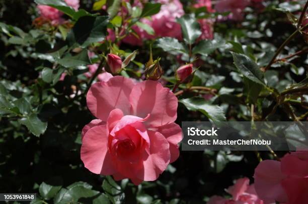 Rose Light Pink Ruru Stock Photo - Download Image Now - Beauty, Beauty In Nature, Close-up