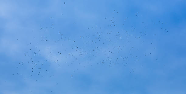 istock a flock of crows in the sky 1053961928