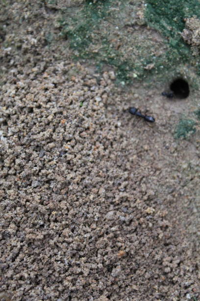 istock macro shot of Anthill in the soil 1053962190