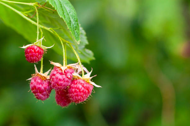 Idaeus Raspberry 1,000+ Idaeus Stock Photos, Pictures & Royalty-Free Images - iStock