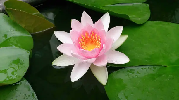 Photo of pink lotus