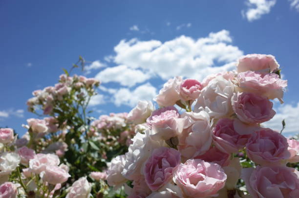 istock Gate of Roses - White 1053964826