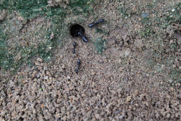 istock macro shot of Anthill in the soil 1053964898