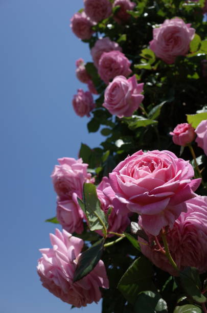 istock Gate of Roses - Light Pink 1053964914