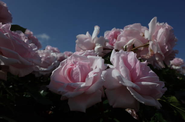 istock Gate of Roses - Light Pink 1053965180