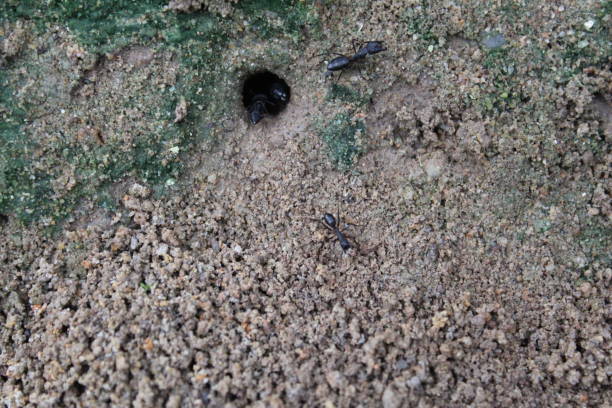 istock macro shot of Anthill in the soil 1053965182
