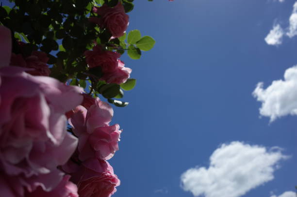 istock Gate of Roses - Light Pink 1053965208
