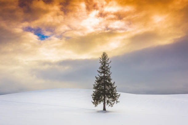 istock Biei, Japan at the Christmas Tree 1053966586