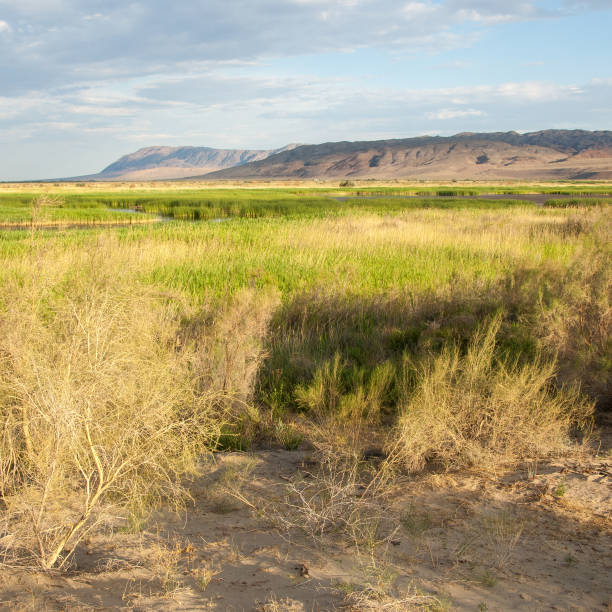 istock steppe summer. Turgai save. Lake in the desert 1053966976