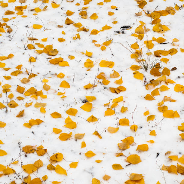 istock Leaves autumn snow texture 1053967160