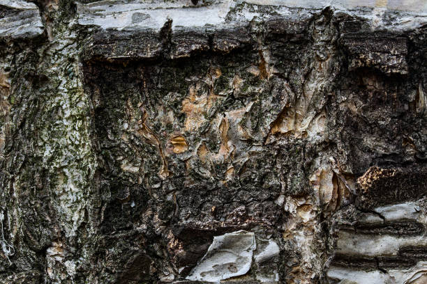 Photo of texture of dark birch bark close up breathtaking natural patterns
