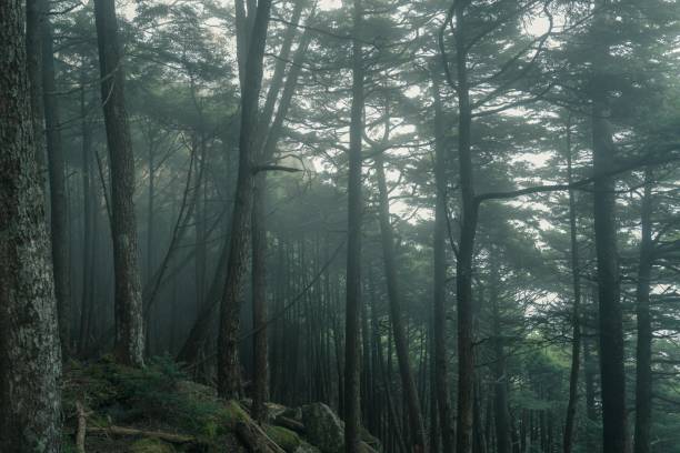 istock Fujimidaira in Japan 1053970286