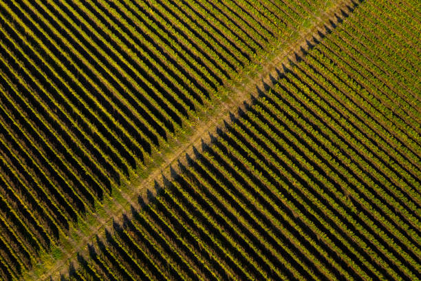 istock Aerial top view of vineyard 1053972598